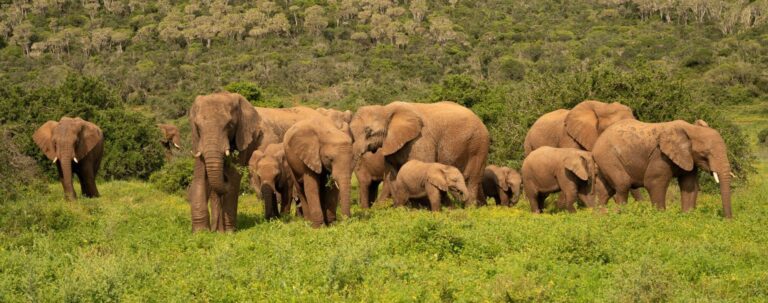 A7403202